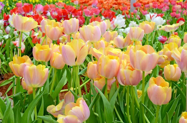 Blossom tulip in the spring garden. — Stock Photo, Image