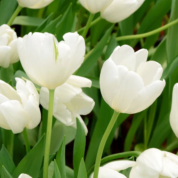 Flor tulipa no jardim da primavera . — Fotografia de Stock