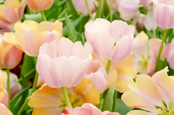 Flor tulipa no jardim da primavera . — Fotografia de Stock