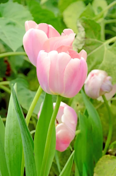 Flor tuilp no jardim da primavera . — Fotografia de Stock