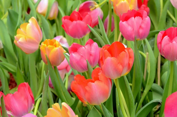 Tulipán de flor en el jardín de primavera . — Foto de Stock