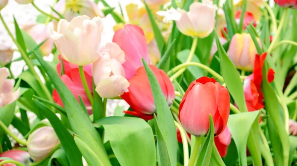 Tulipe de fleur dans le jardin de printemps . — Photo