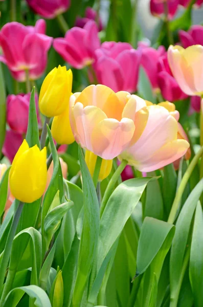 Flor de penacho en el jardín de primavera . — Foto de Stock