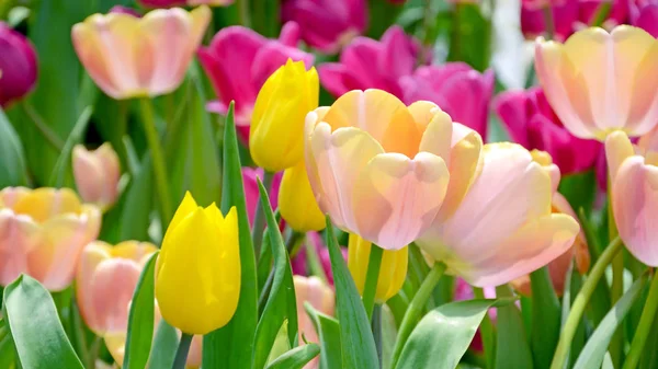 Tulipán de flor en el jardín de primavera . — Foto de Stock