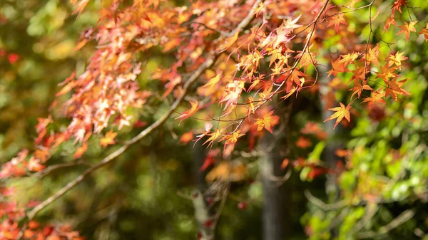 Maple Tree Garden in Autumn.