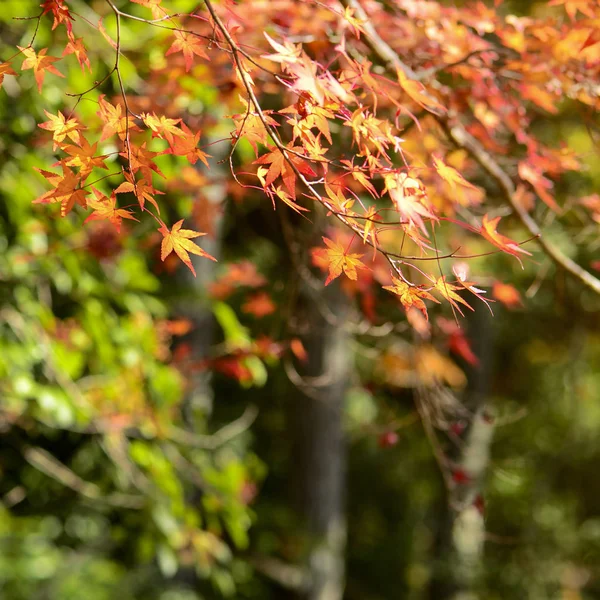 Ahornbaumgarten im Herbst. — Stockfoto