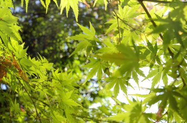 Sonbahardan önce yeşil Japon akçaağaç yaprakları.