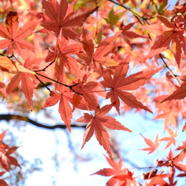 Sonbaharda akçaağaç ağaç bahçe. Kırmızı akçaağaç yaprakları sonbaharda.
