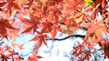 Sonbaharda akçaağaç ağaç bahçe. Kırmızı akçaağaç yaprakları sonbaharda.