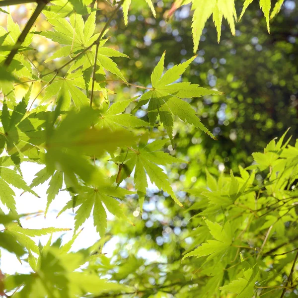 Green Japanese Maple leaves before Autumn. — Stock Photo, Image
