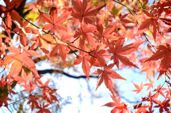 Maple Tree Garden in Autumn. Red Maple leaves in Autumn. — Stock Photo, Image