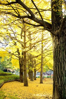 Ginkgo ağacı bahçede sonbahar.