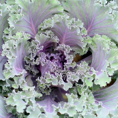 Kale (süs oleracea) organik çiftlik alanında yapraklı süs.
