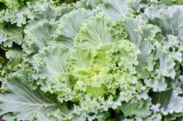 Versiering gebladerde boerenkool (sier oleracea) in biologische plantage-veld. — Stockfoto