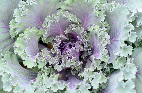 Ornamental leaved Kale (Ornamental oleracea) in organic plantation field. — Stock Photo, Image