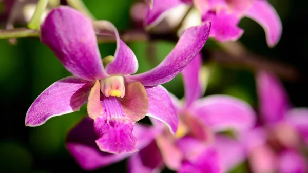 在热带花园的紫色 Denerobium 兰花。. — 图库照片