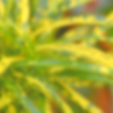 Doğal yeşil ve sarı yaprakların arka plan bulanık.