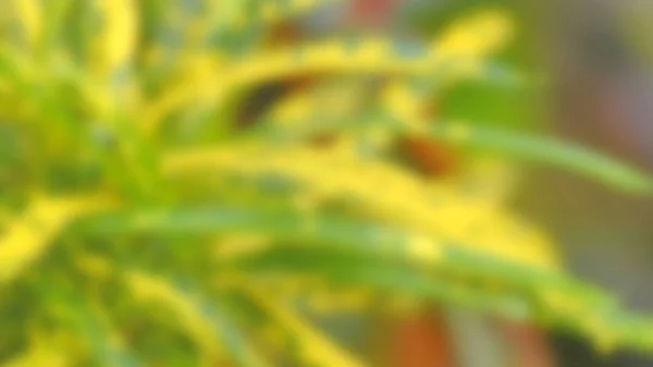 Verschwommener Hintergrund aus natürlichen grünen und gelben Blättern. — Stockfoto