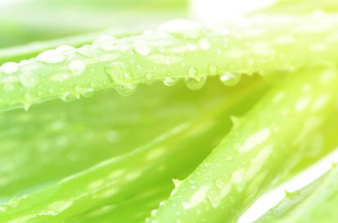 Arka plan olarak Aloe Vera yaprakları kapalı-up.