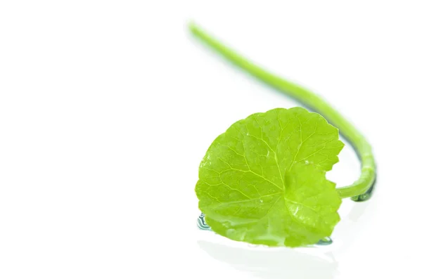 Gotu Kola o Centella asiatica . — Foto de Stock