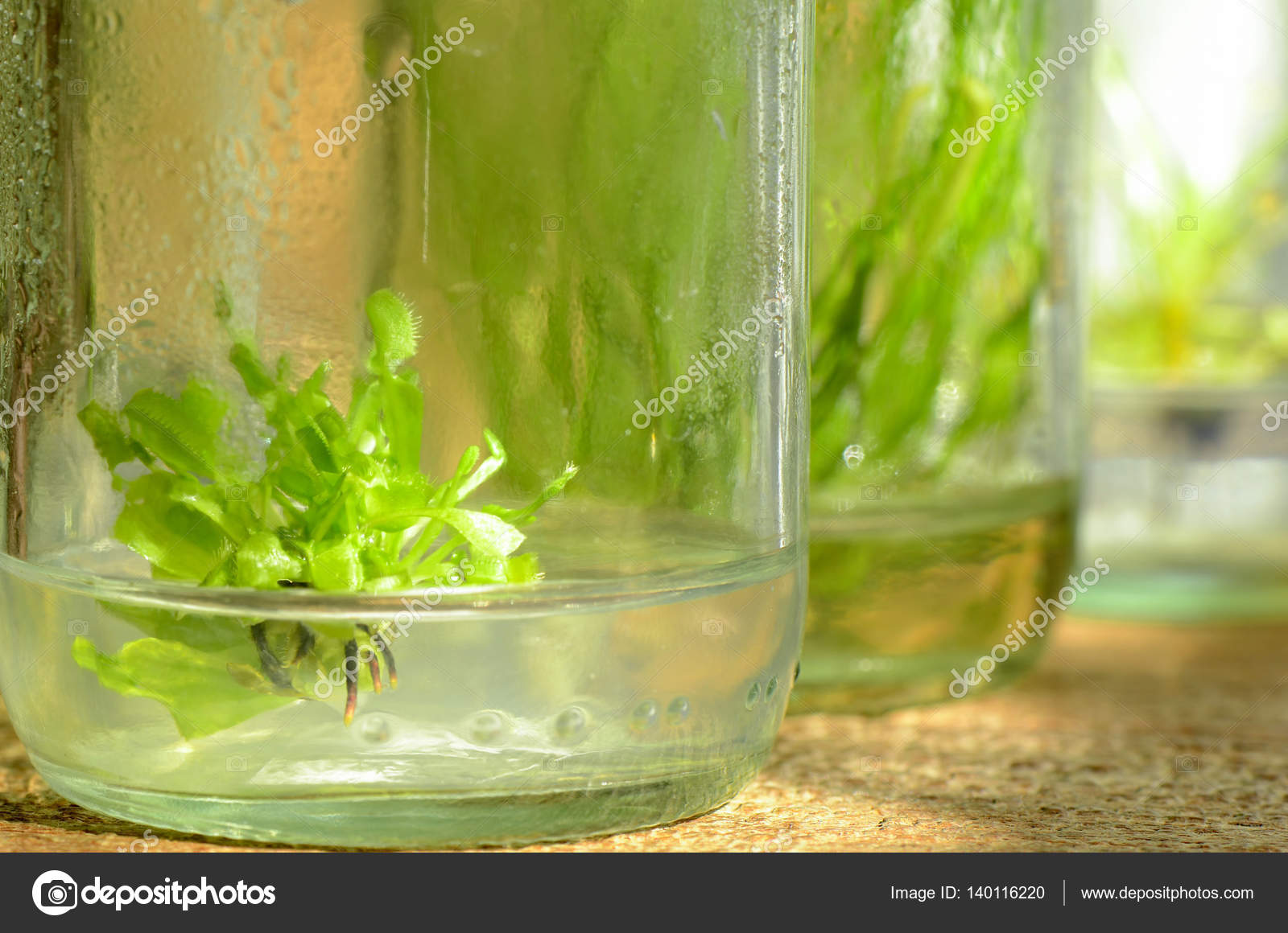 Tissue culture plant from cultured cells in shade light ...