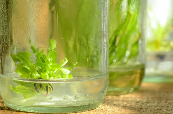 Weefselkweek plant uit gekweekte cellen in schaduw licht. — Stockfoto