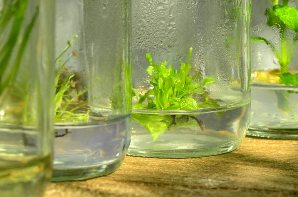 Weefselkweek plant uit gekweekte cellen in schaduw licht. — Stockfoto