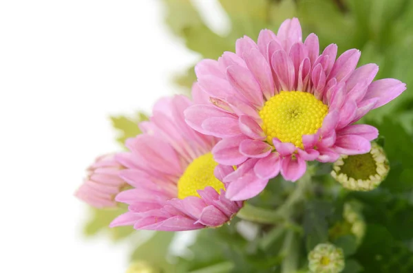 Spray Type of Pink Chrysanthemum in closed-up. — Stock Photo, Image