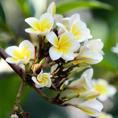 Beyaz ve sarı plumeria