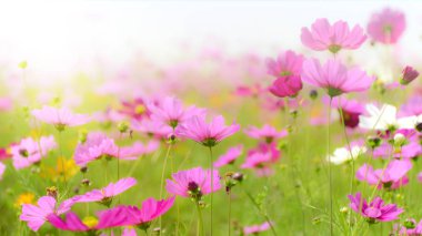 Cosmos alan yumuşak ışık.