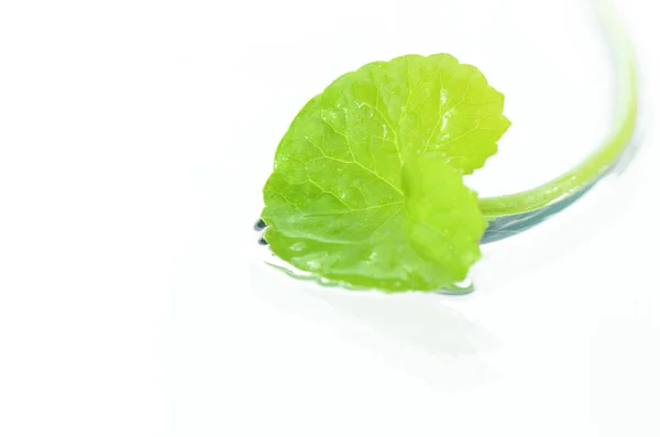 Gotu Kola ou Centella asiatica . — Fotografia de Stock