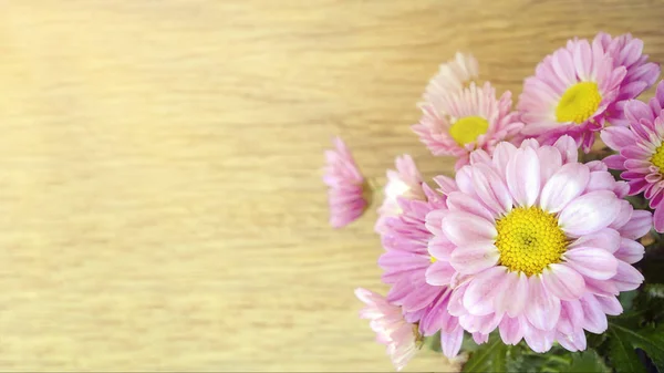 封闭式的粉红色菊花喷雾类型. — 图库照片