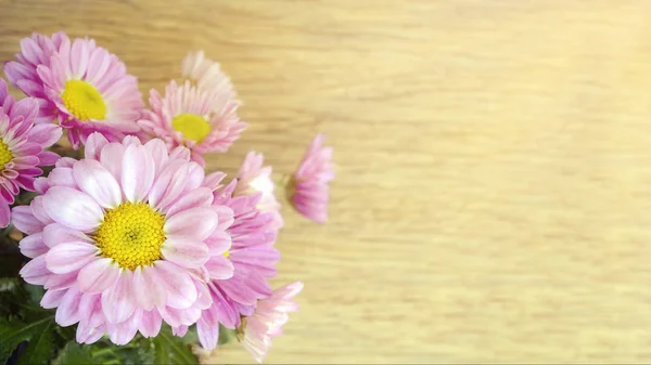 Spray Type of Pink Chrysanthemum in closed-up. — Stock Photo, Image