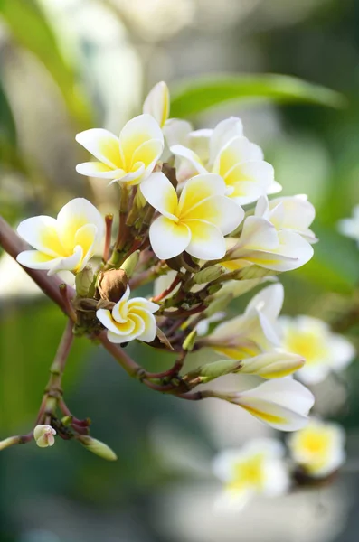 Plumeria branca e amarela — Fotografia de Stock