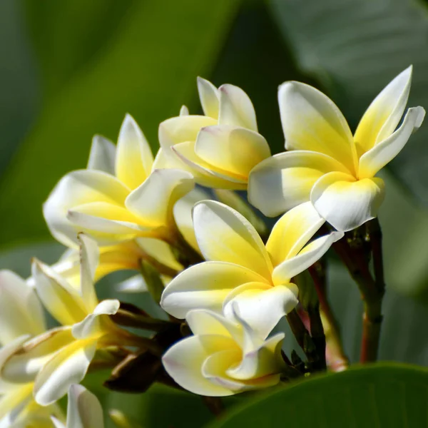 Белый и желтый Plumeria spp . — стоковое фото