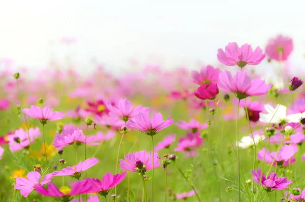 Cosmos field in soft light. — Stock Photo, Image