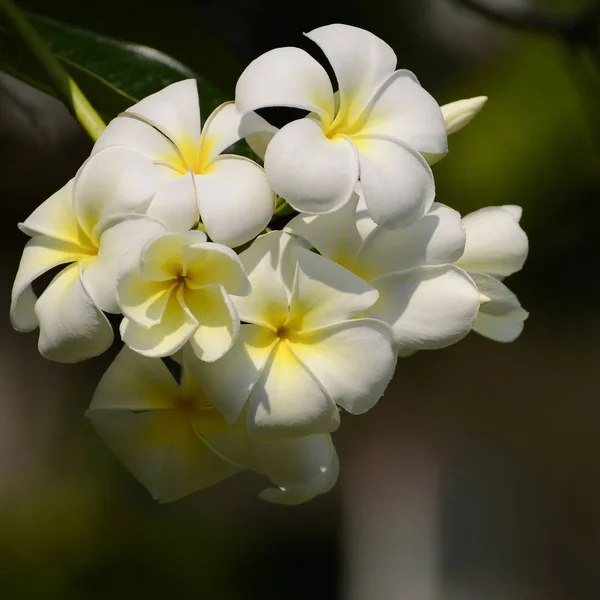 Белый и желтый Plumeria spp . — стоковое фото
