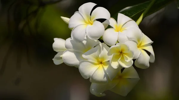 Plumeria spp blanca y amarilla . — Foto de Stock