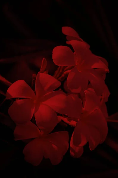 Plumeria spp. in red on black background. — Stock Photo, Image