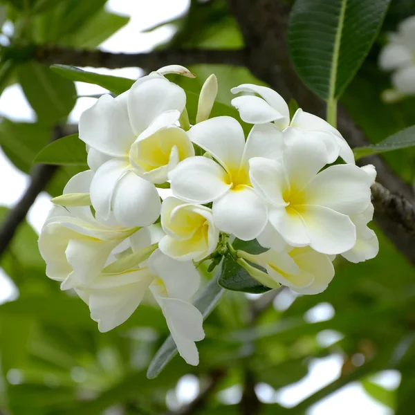 Plumeria spp blanca y amarilla . — Foto de Stock