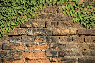 Ivy ile arka plan Grunge Bahçe tuğla duvar.
