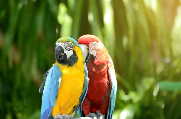 Azul - arara dourada e papagaio-da-arara-escarlate no fundo verde natural . — Fotografia de Stock