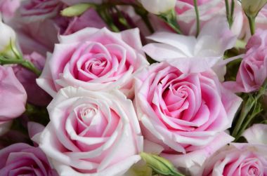 Kapalı-up pembe gül buketi.