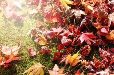 Sonbaharda akçaağaç ağaç bahçe.