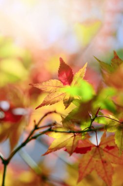 Sonbaharda akçaağaç ağaç bahçe.
