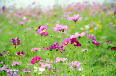 Pembe kozmos çiçekleri alan güneşli.