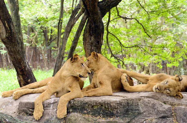 Group of female lion (Panthera leo) in safari.