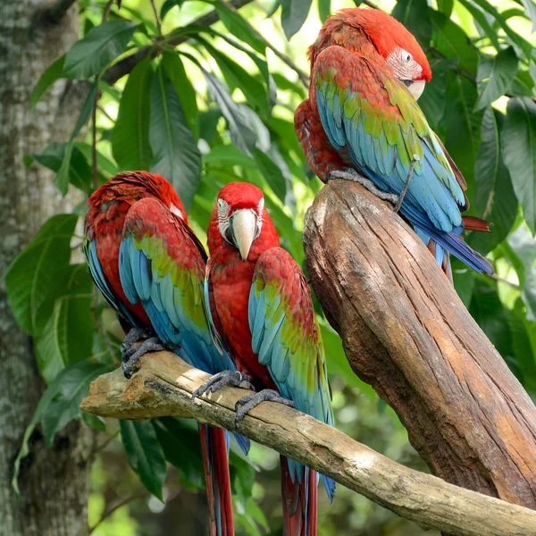 Scarlet Macaw (Ara macao).