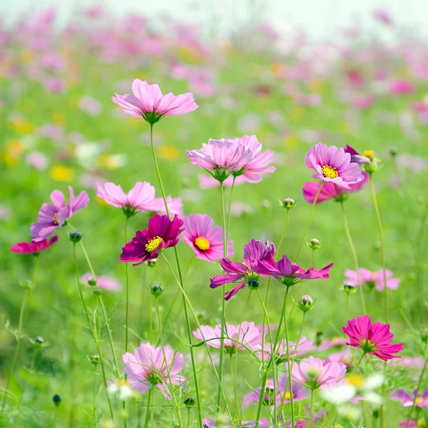 Рожеве поле квітів космосу в сонячний день . — стокове фото