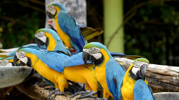 Arara azul e dourada. — Fotografia de Stock